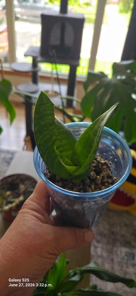 Birds nest snake plant - photo 2
