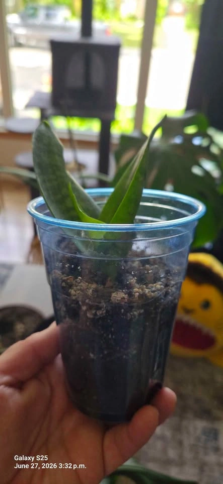 Birds nest snake plant - photo 3
