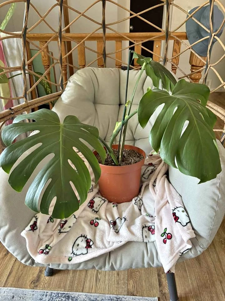 Monstera Deliciosa Houseplant