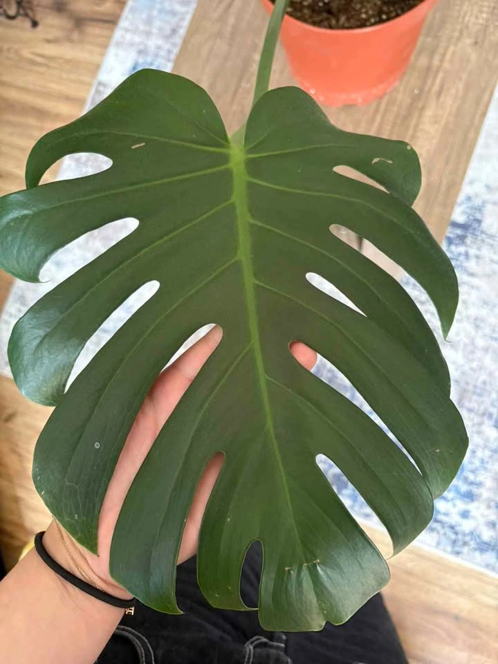 Monstera Deliciosa Houseplant - photo 2