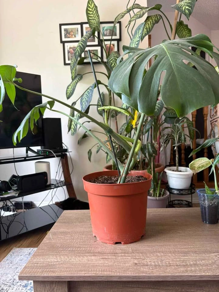 Monstera Deliciosa Houseplant - photo 3