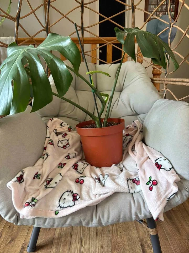 Monstera Deliciosa Houseplant - photo 4