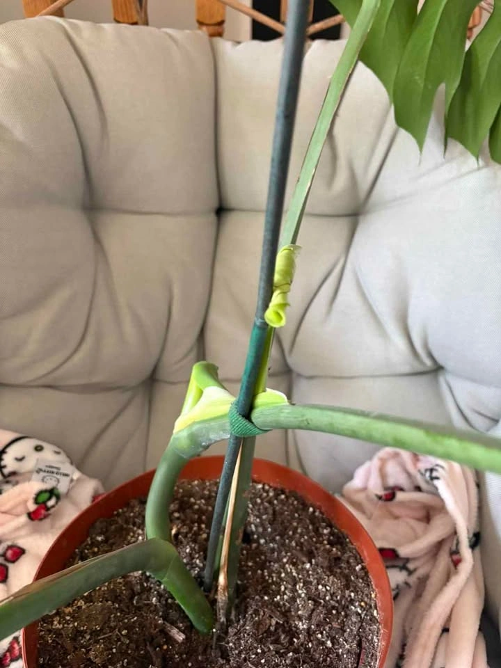 Monstera Deliciosa Houseplant - photo 5