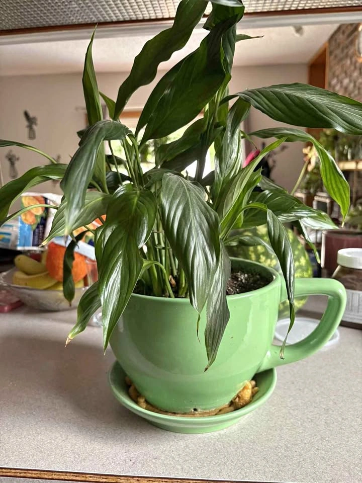 Peace Lily in Green Teacup Planter AIRDRIE