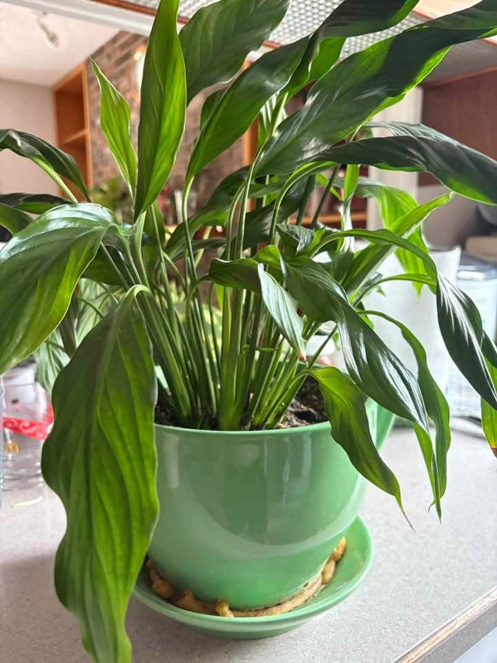 Peace Lily in Green Teacup Planter AIRDRIE - photo 2