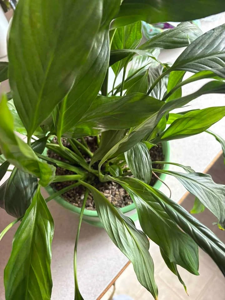 Peace Lily in Green Teacup Planter AIRDRIE - photo 3