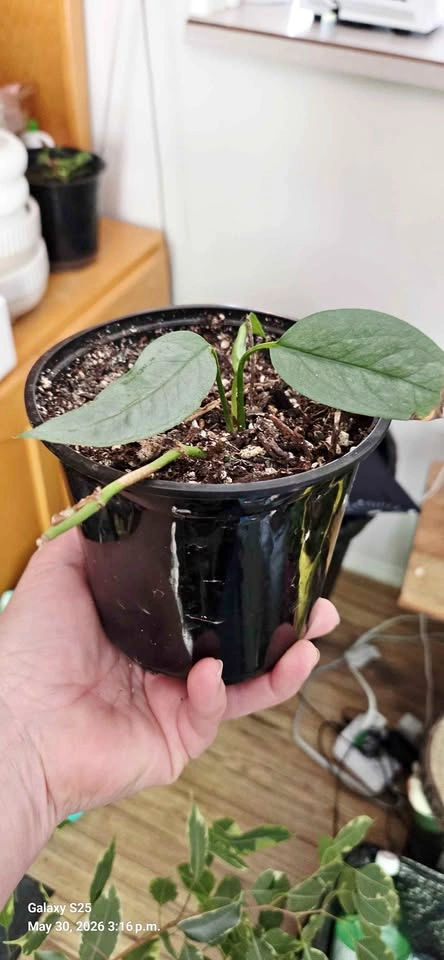 Cebu Blue Pothos