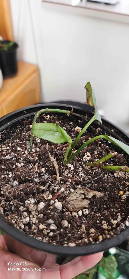 Cebu Blue Pothos - photo 2