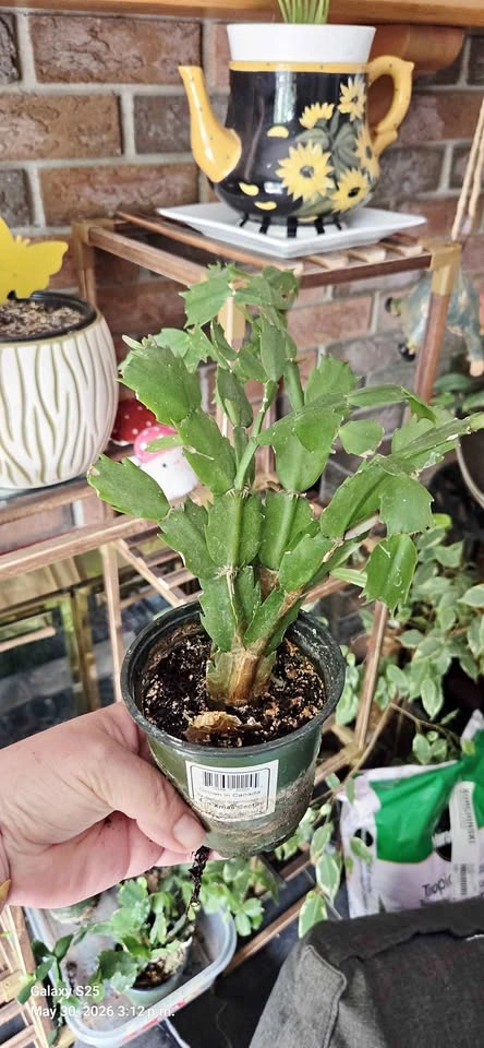 Christmas Cactus Plants