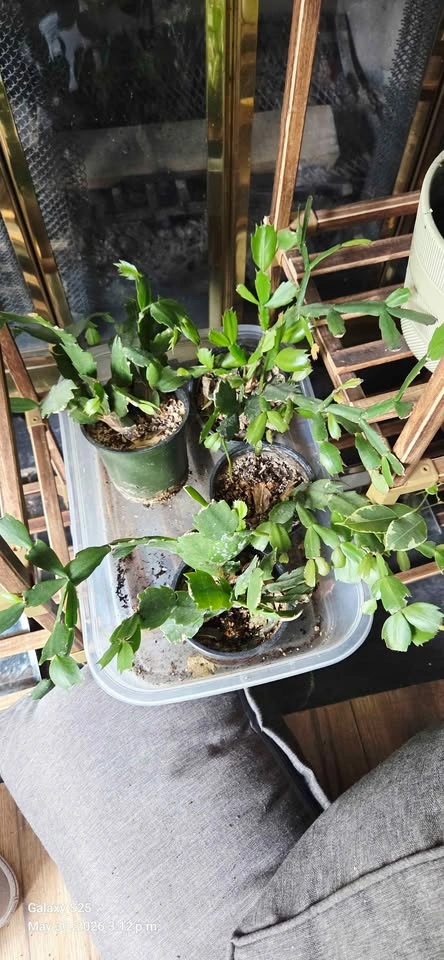 Christmas Cactus Plants - photo 2