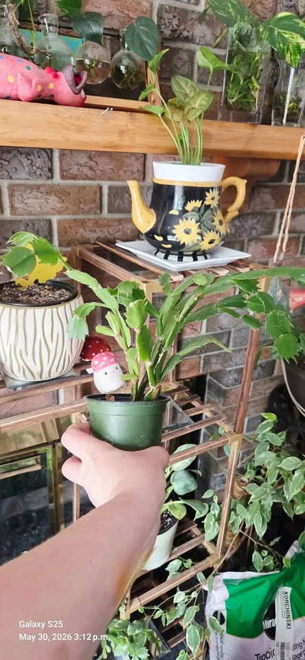 Christmas Cactus Plants - photo 3