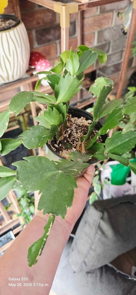 Christmas Cactus Plants - photo 4