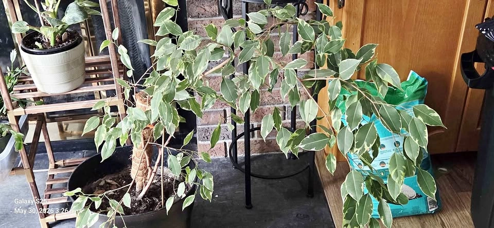Variegated Ficus Tree Houseplant