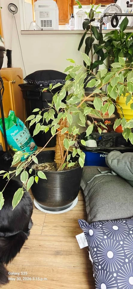 Variegated Ficus Tree Houseplant - photo 2