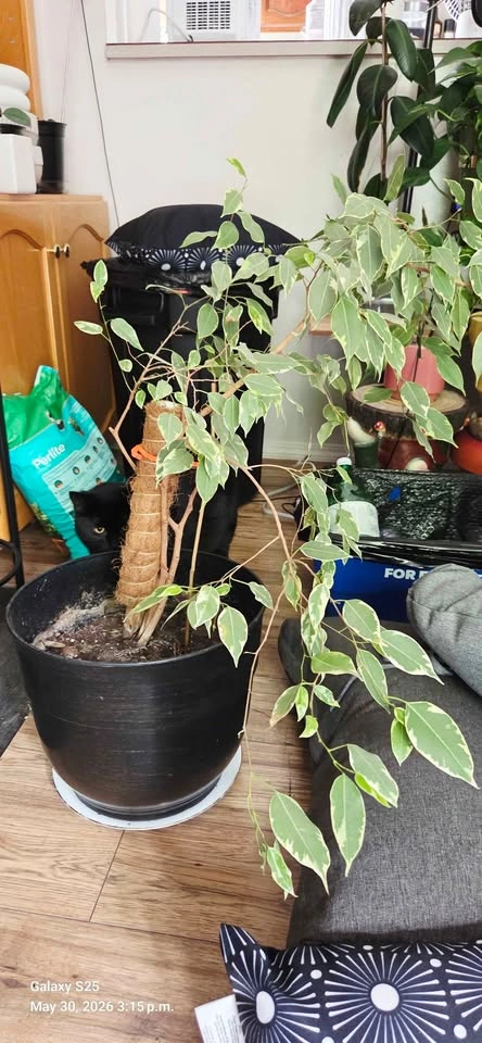 Variegated Ficus Tree Houseplant - photo 3