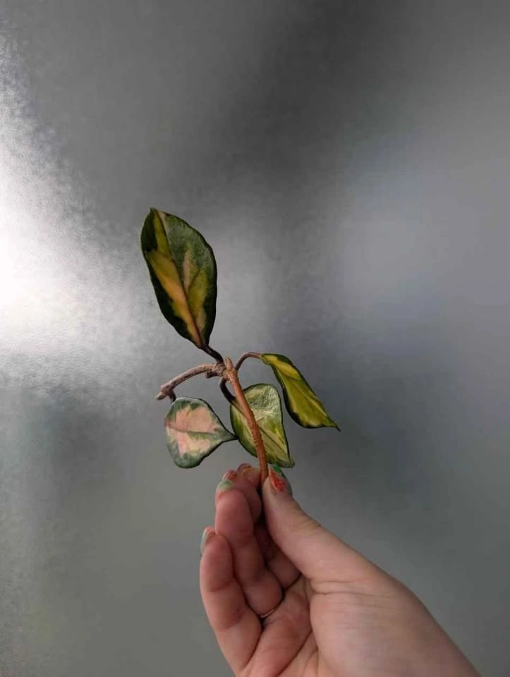 Hoya carnosa 'krimson princess' cuttings - photo 3