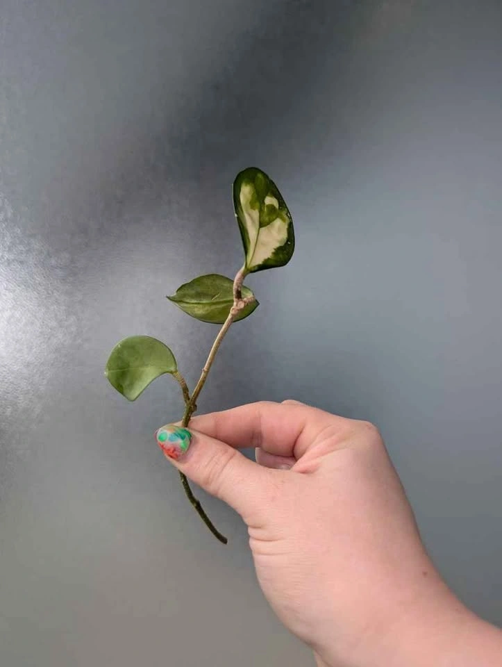 Hoya carnosa 'krimson princess' cuttings - photo 4