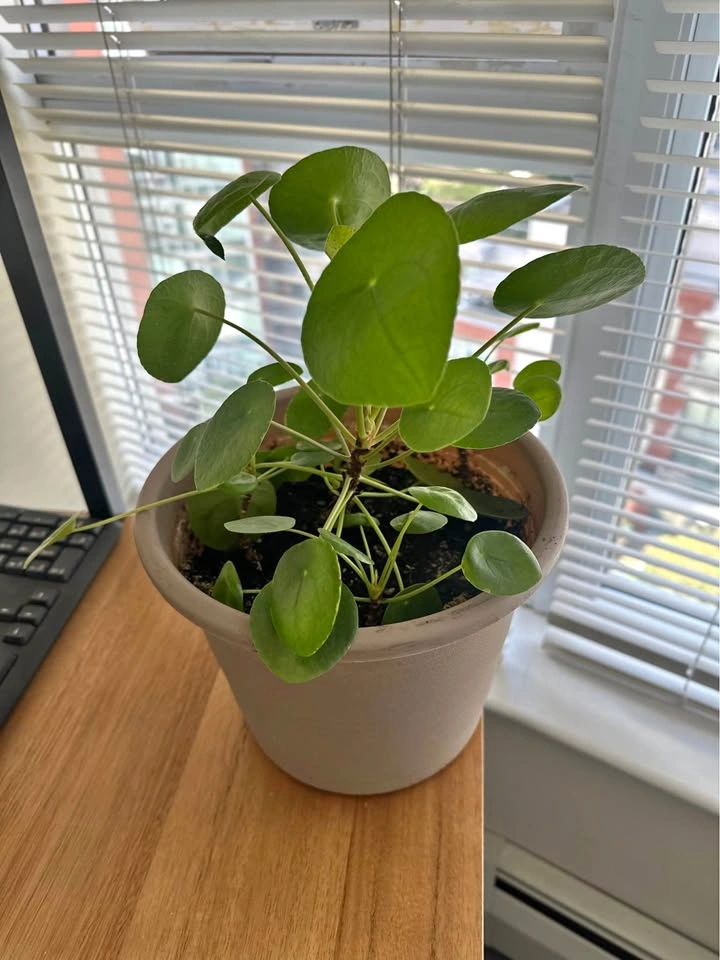 Pilea Peperomioides Chinese Money Plant