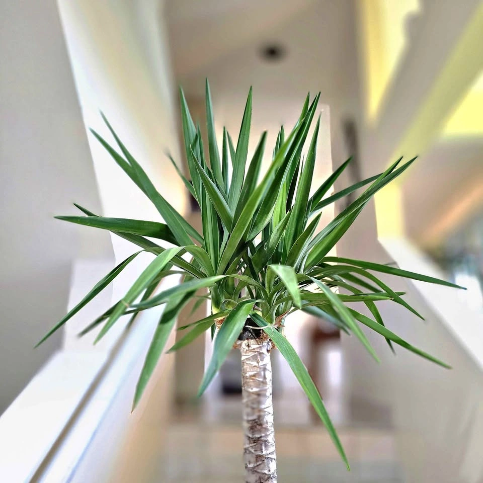 Yucca Cane | 5ft | Real Indoor Plant with Decorative Stones!