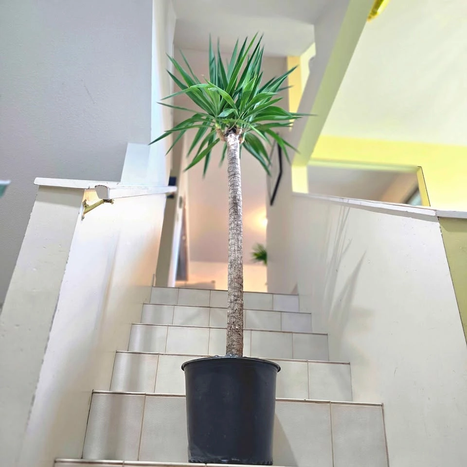 Yucca Cane | 5ft | Real Indoor Plant with Decorative Stones! - photo 2