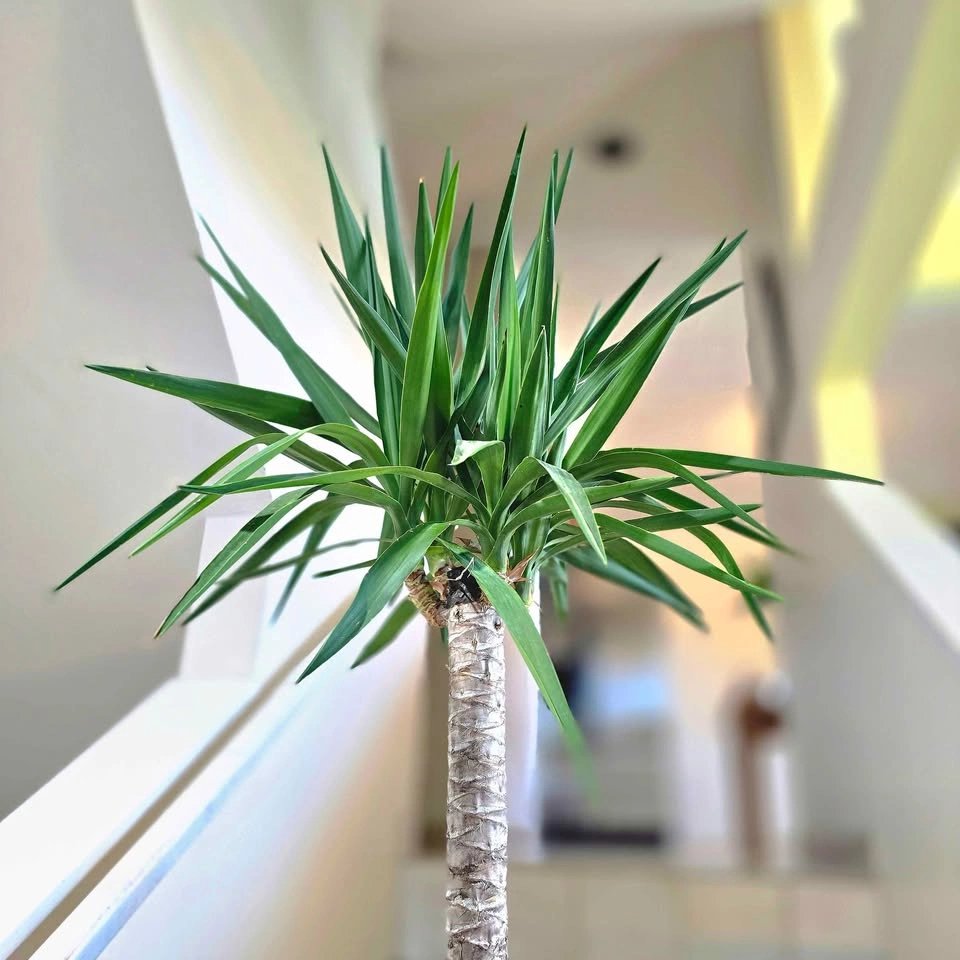 Yucca Cane | 5ft | Real Indoor Plant with Decorative Stones! - photo 3