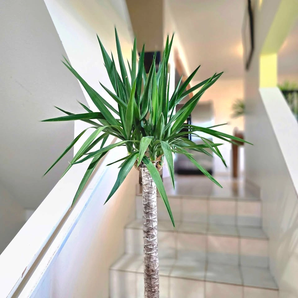 Yucca Cane | 5ft | Real Indoor Plant with Decorative Stones! - photo 4
