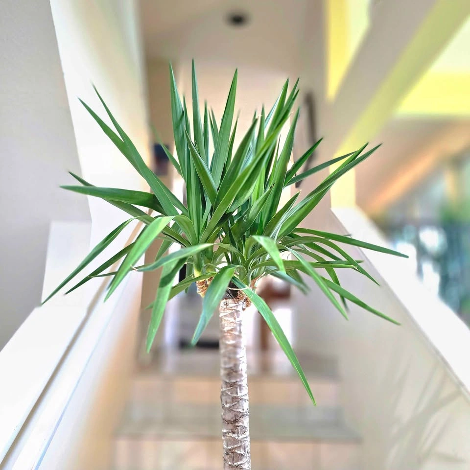 Yucca Cane | 5ft | Real Indoor Plant with Decorative Stones! - photo 5