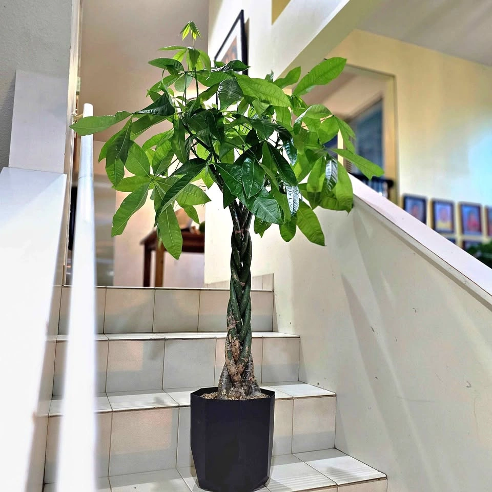 BIG Money Tree | 3.5ft | Real Indoor Plant with Planter