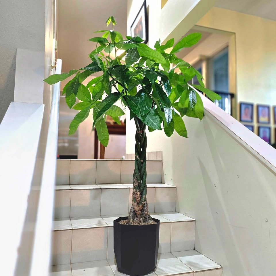 BIG Money Tree | 3.5ft | Real Indoor Plant with Planter - photo 2