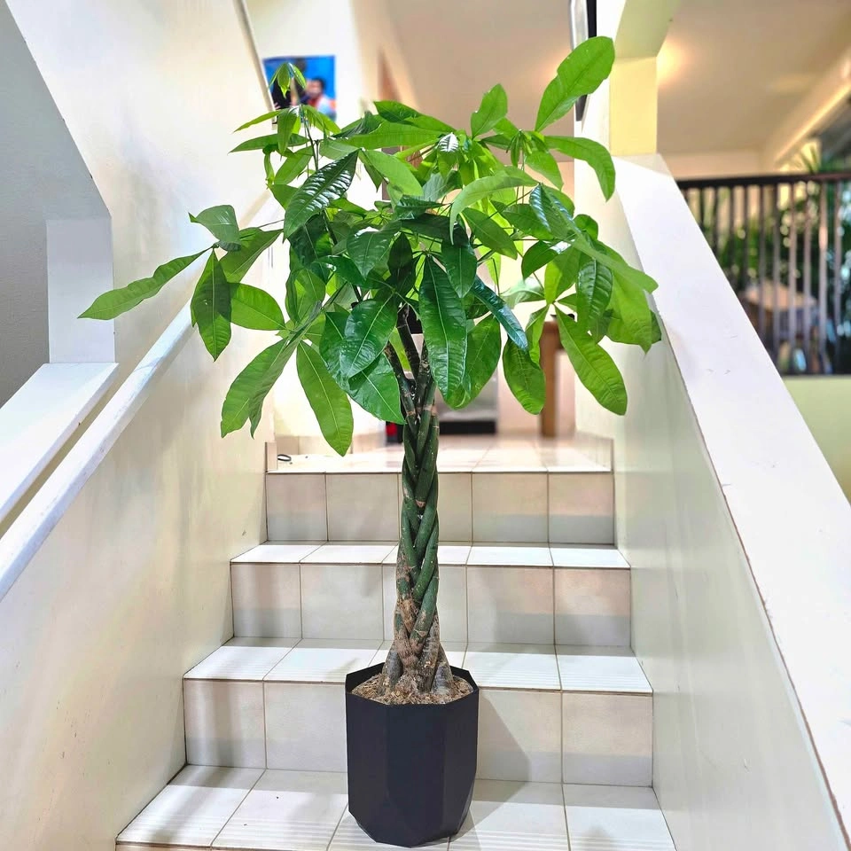 BIG Money Tree | 3.5ft | Real Indoor Plant with Planter - photo 3