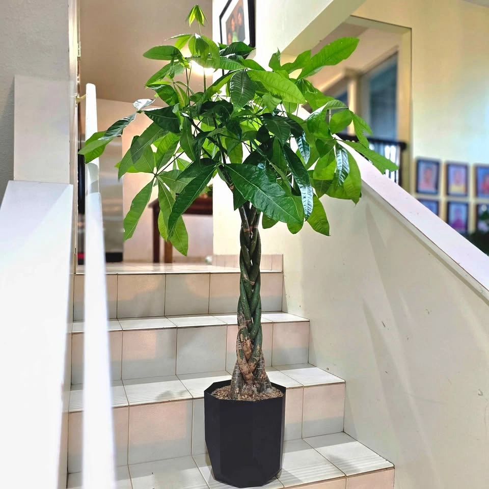 BIG Money Tree | 3.5ft | Real Indoor Plant with Planter - photo 4