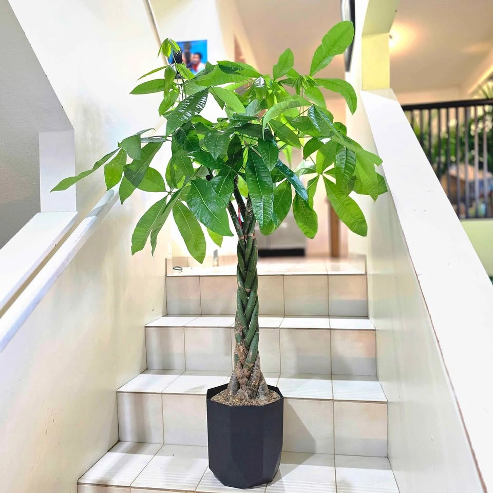 BIG Money Tree | 3.5ft | Real Indoor Plant with Planter - photo 5