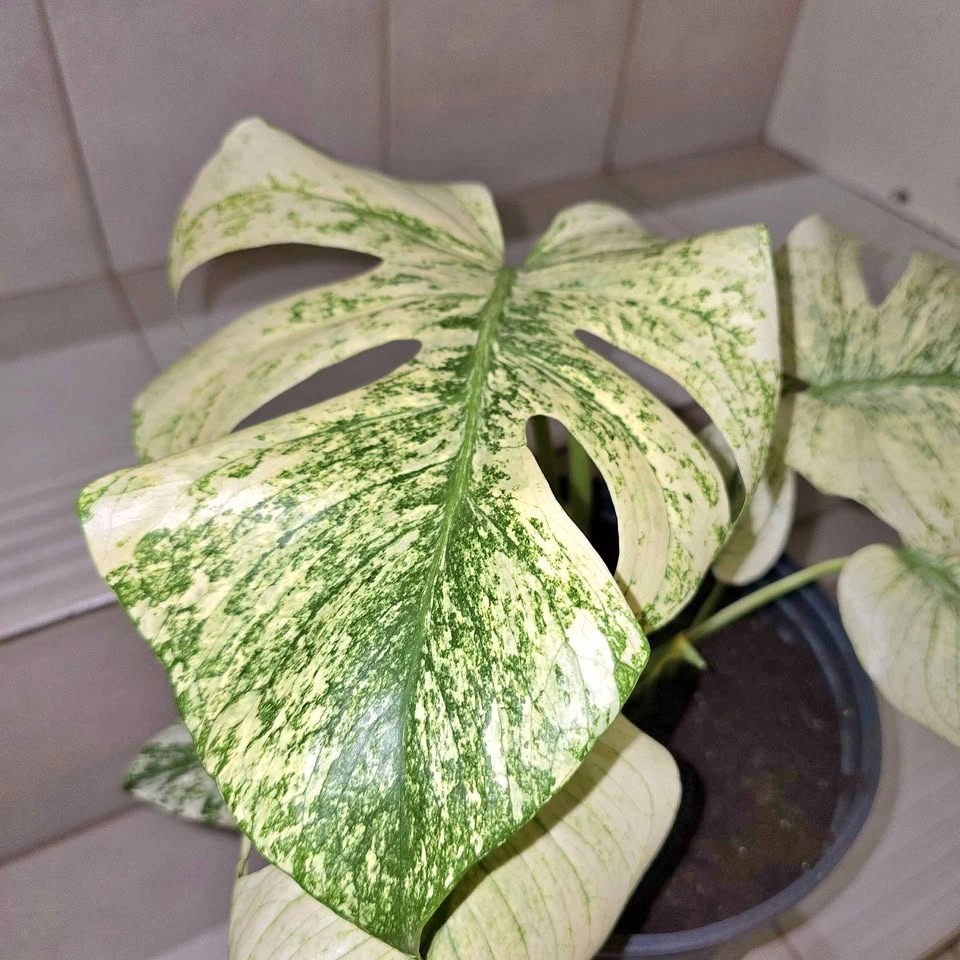 Monstera Mint (Variegated Monstera Deliciosa)