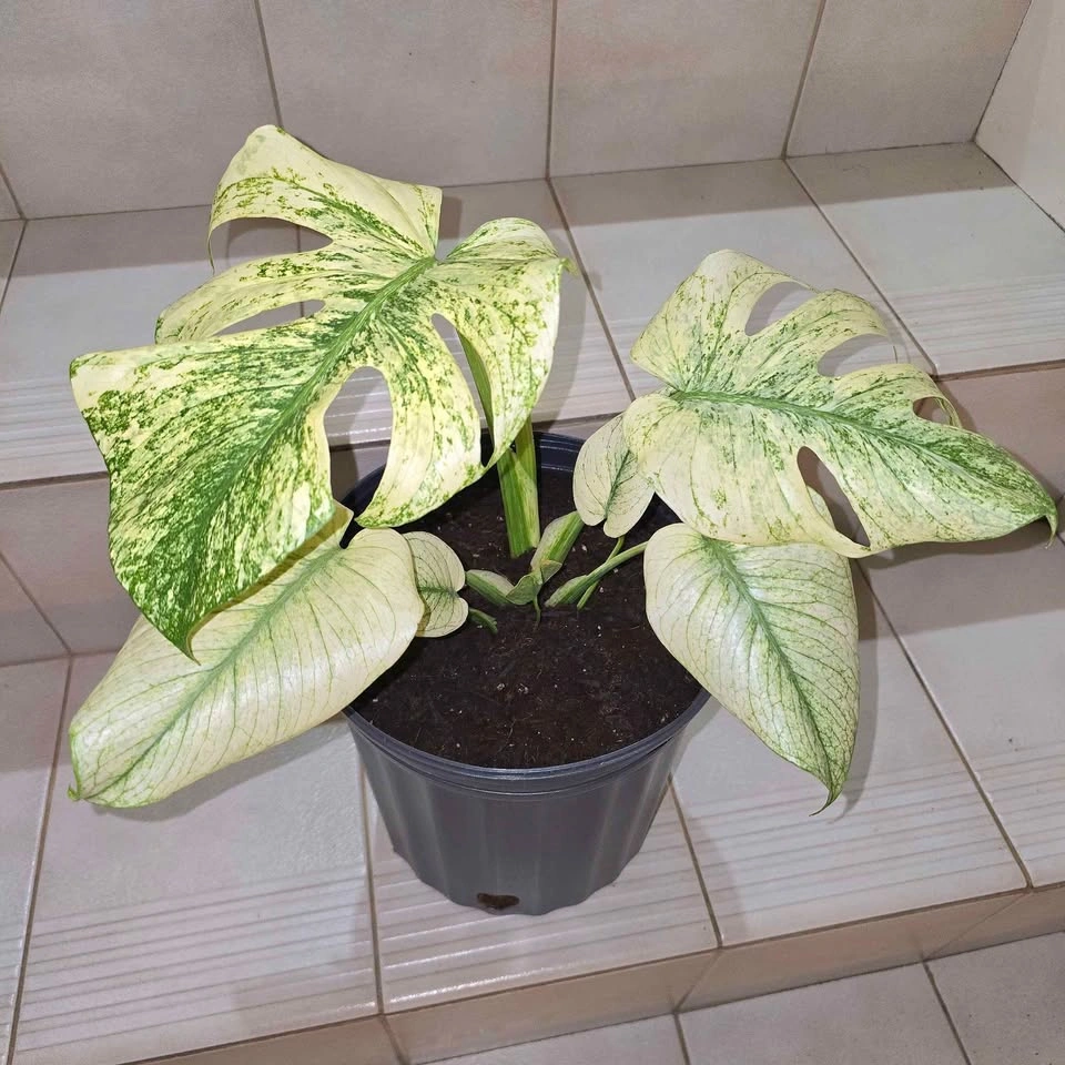 Monstera Mint (Variegated Monstera Deliciosa) - photo 2