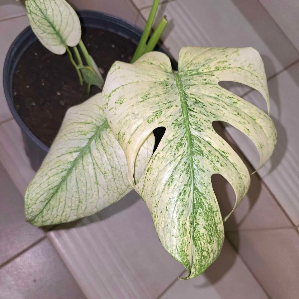Monstera Mint (Variegated Monstera Deliciosa) - photo 3