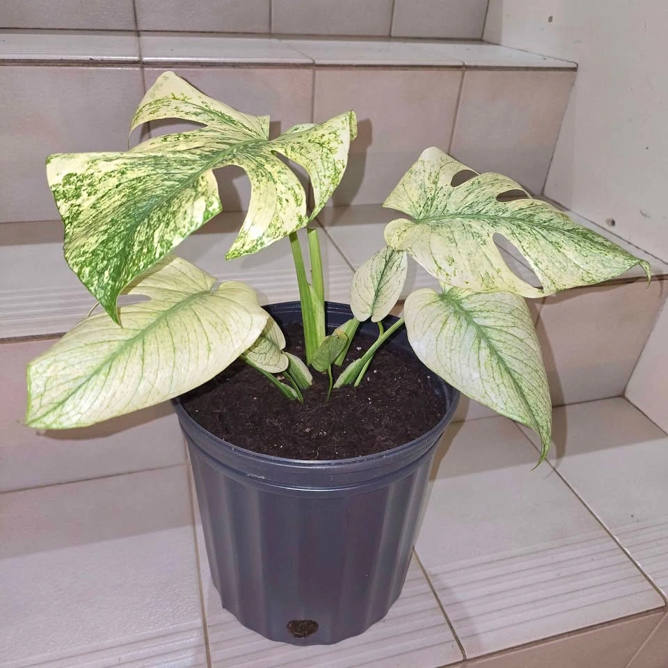 Monstera Mint (Variegated Monstera Deliciosa) - photo 4