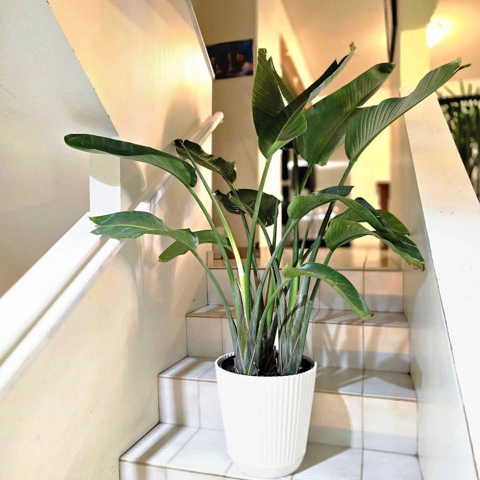 Bird of Paradise 4ft Real Indoor Plant with Decorative Planter