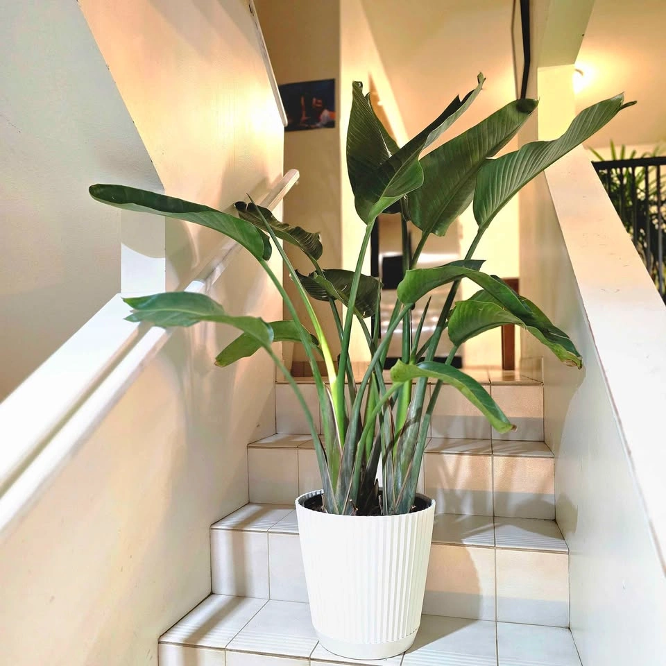 Bird of Paradise 4ft Real Indoor Plant with Decorative Planter - photo 2