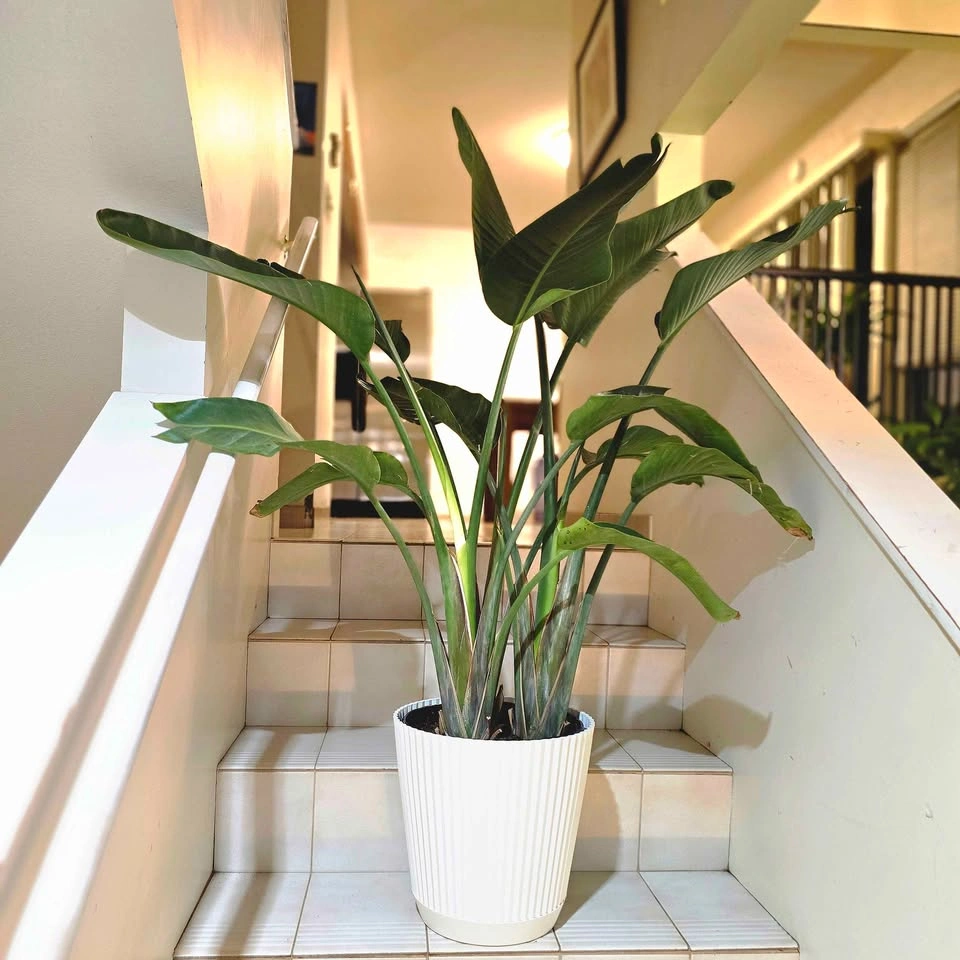 Bird of Paradise 4ft Real Indoor Plant with Decorative Planter - photo 3