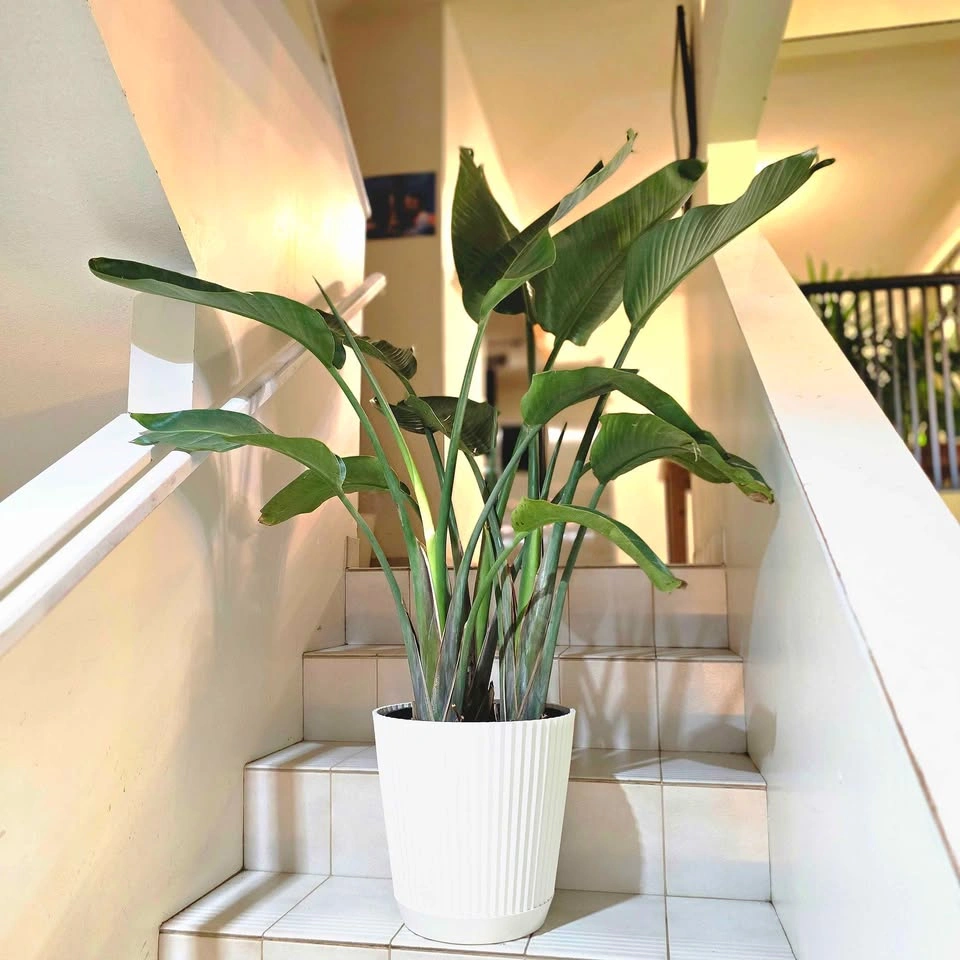 Bird of Paradise 4ft Real Indoor Plant with Decorative Planter - photo 4