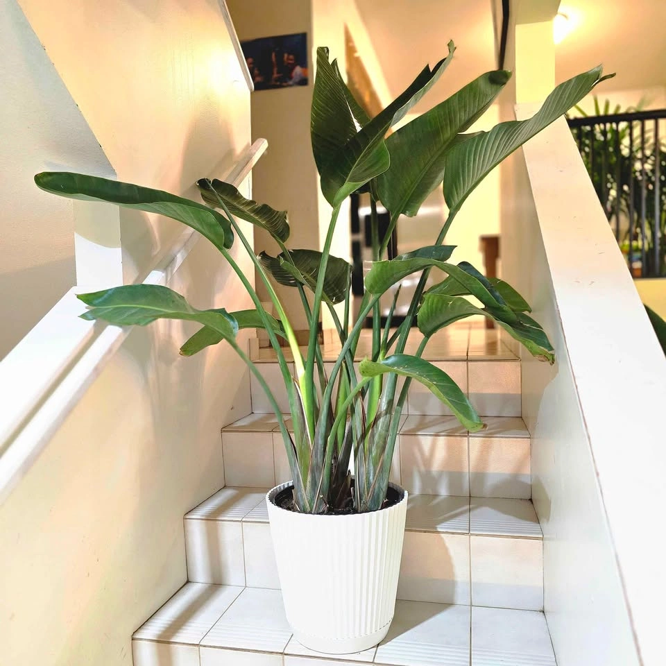 Bird of Paradise 4ft Real Indoor Plant with Decorative Planter - photo 5