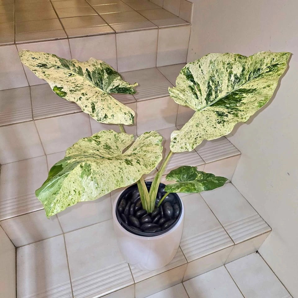Highly Variegated Alocasia Plant | 2ft | Ceramic Planter