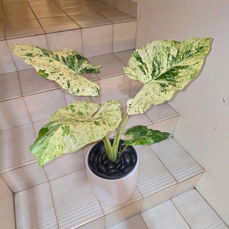 Highly Variegated Alocasia Plant | 2ft | Ceramic Planter - photo 2