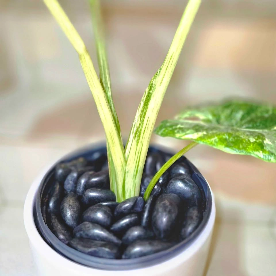 Highly Variegated Alocasia Plant | 2ft | Ceramic Planter - photo 3