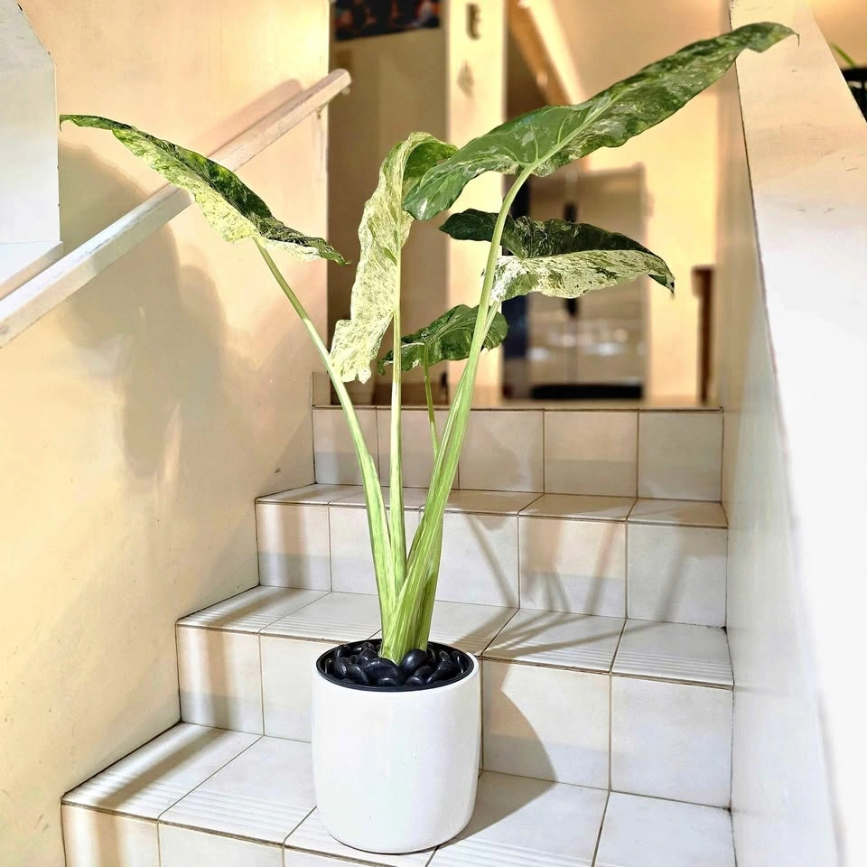 Variegated Alocasia in Ceramic Planter