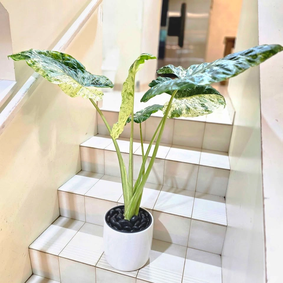 Variegated Alocasia in Ceramic Planter - photo 2