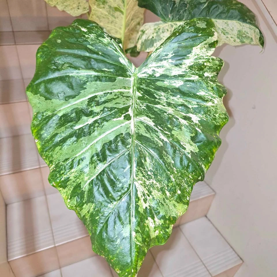 Variegated Alocasia in Ceramic Planter - photo 3