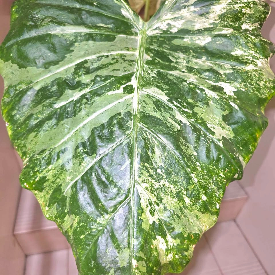 Variegated Alocasia in Ceramic Planter - photo 4