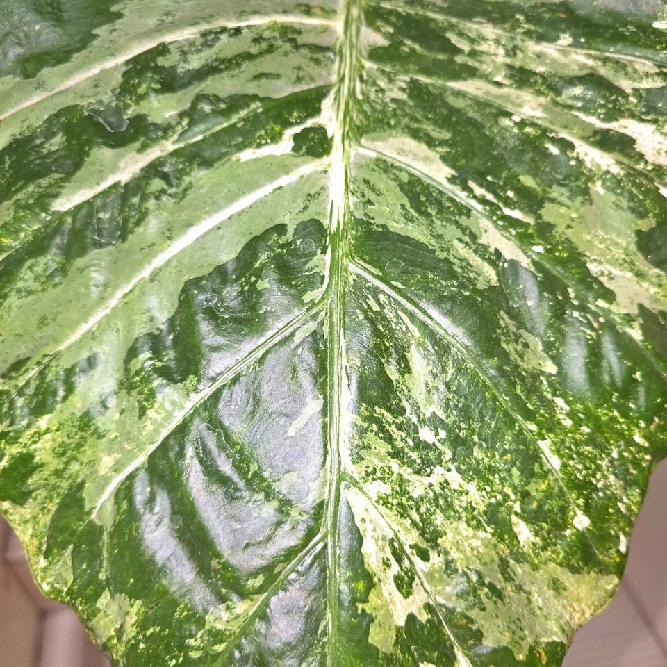 Variegated Alocasia in Ceramic Planter - photo 5