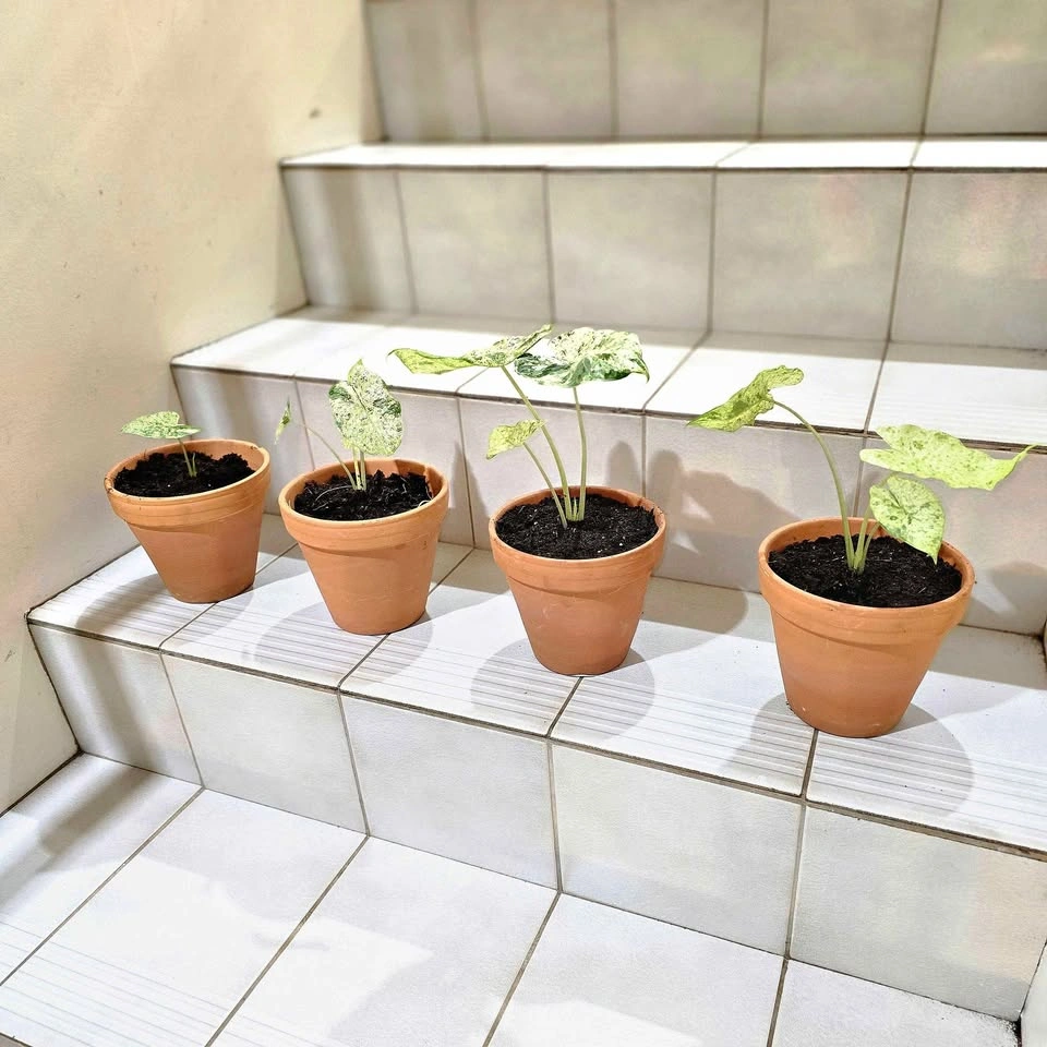 Variegated Alocasia with roots in Terracotta Pot | $9 ea.